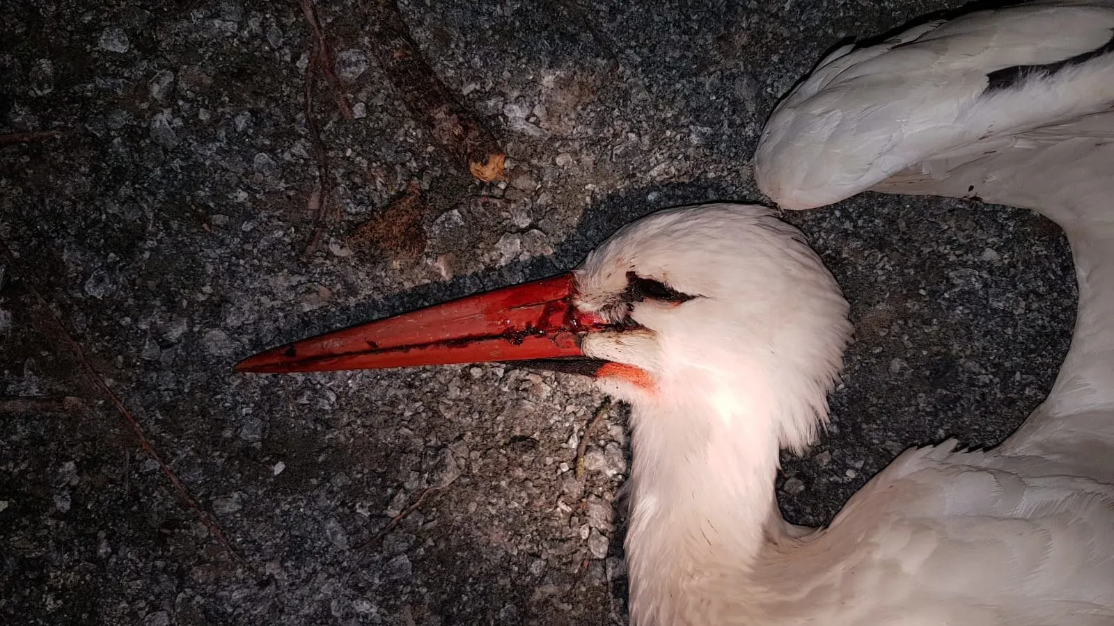 ewzinwexgaitrjo e1588442130191