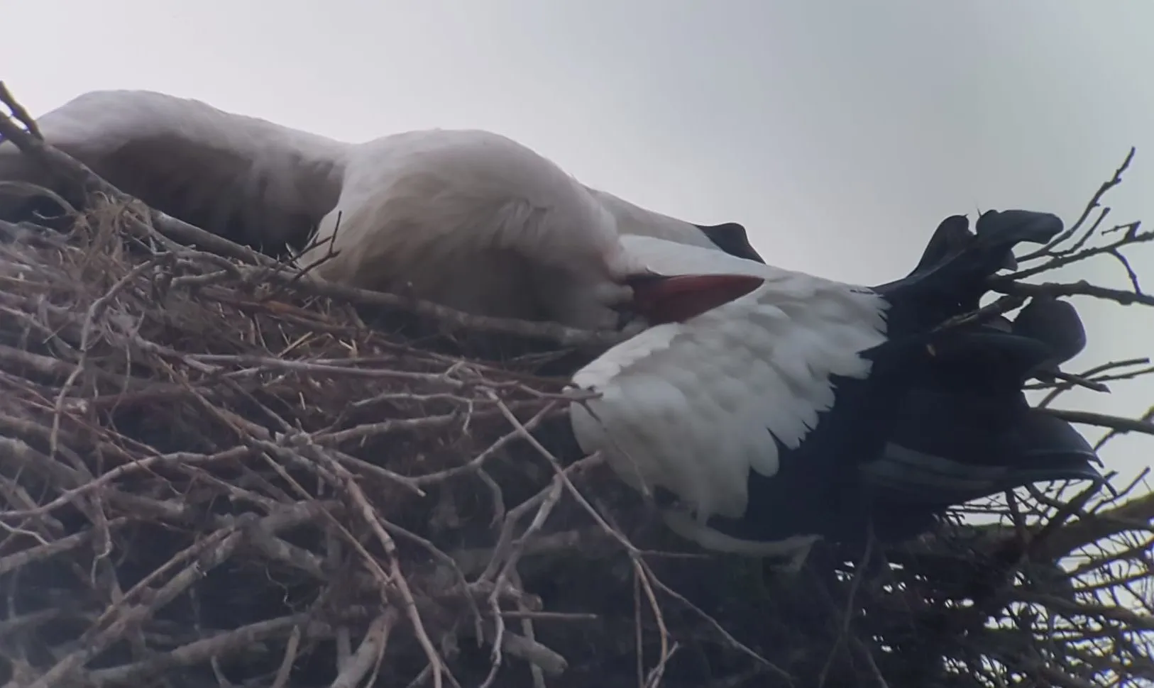 ewzinwfxkacnjtp e1588247267807