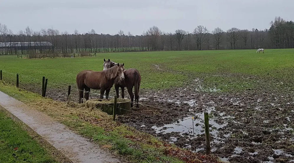 paarden in natte wei