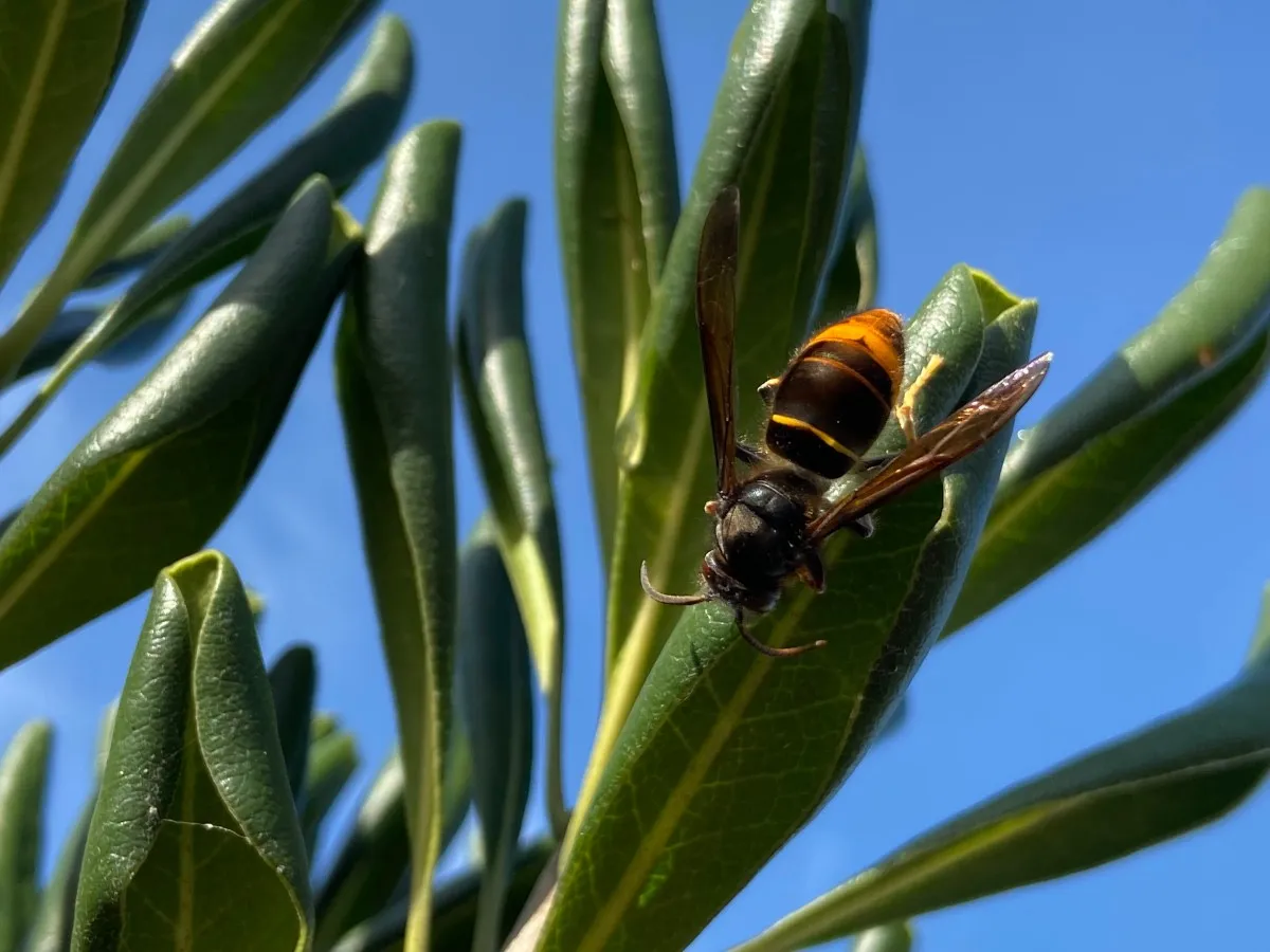 Aziatische hoornaar op de kop op plant - Sjoert Fleurke