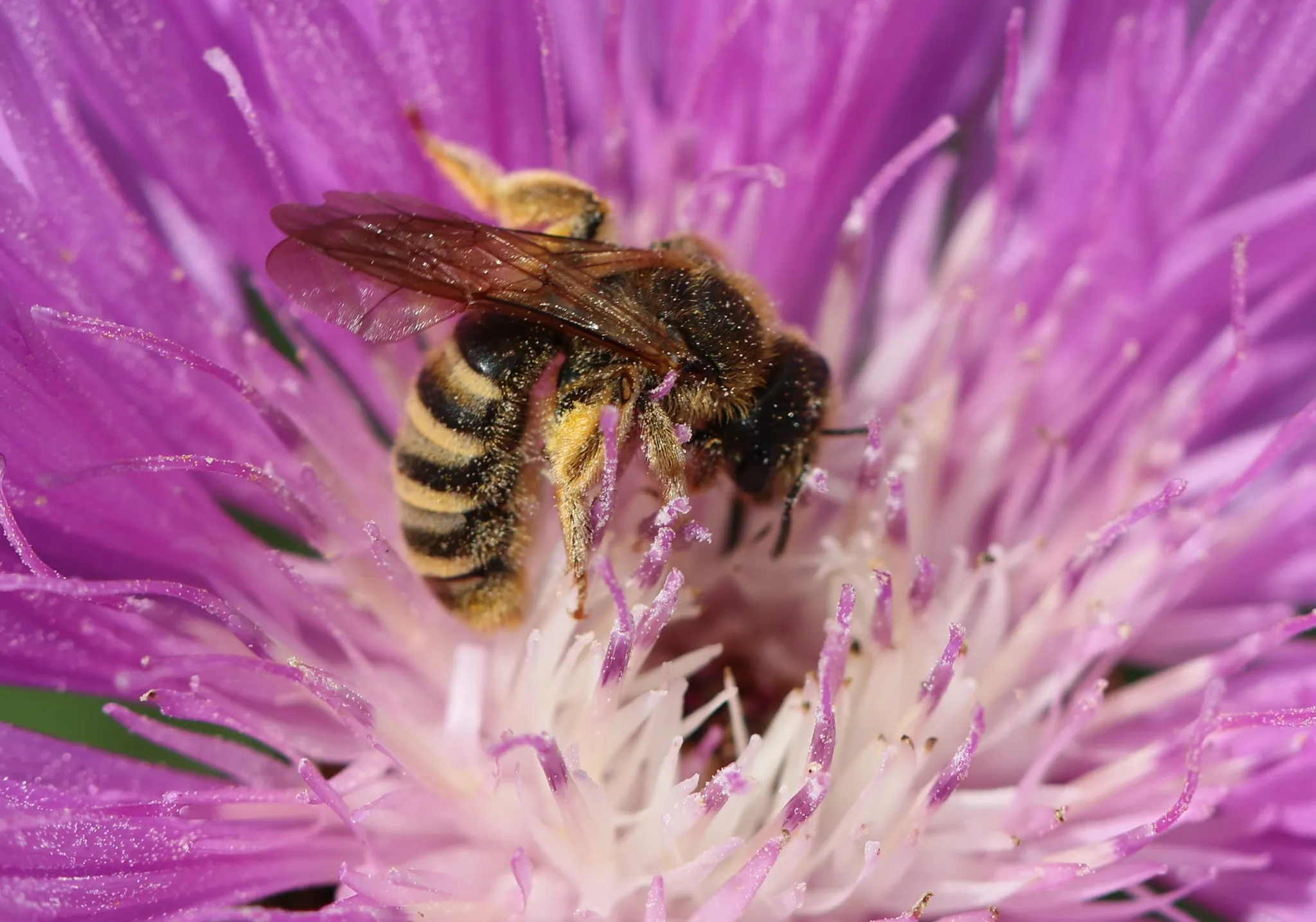 bij op bloem