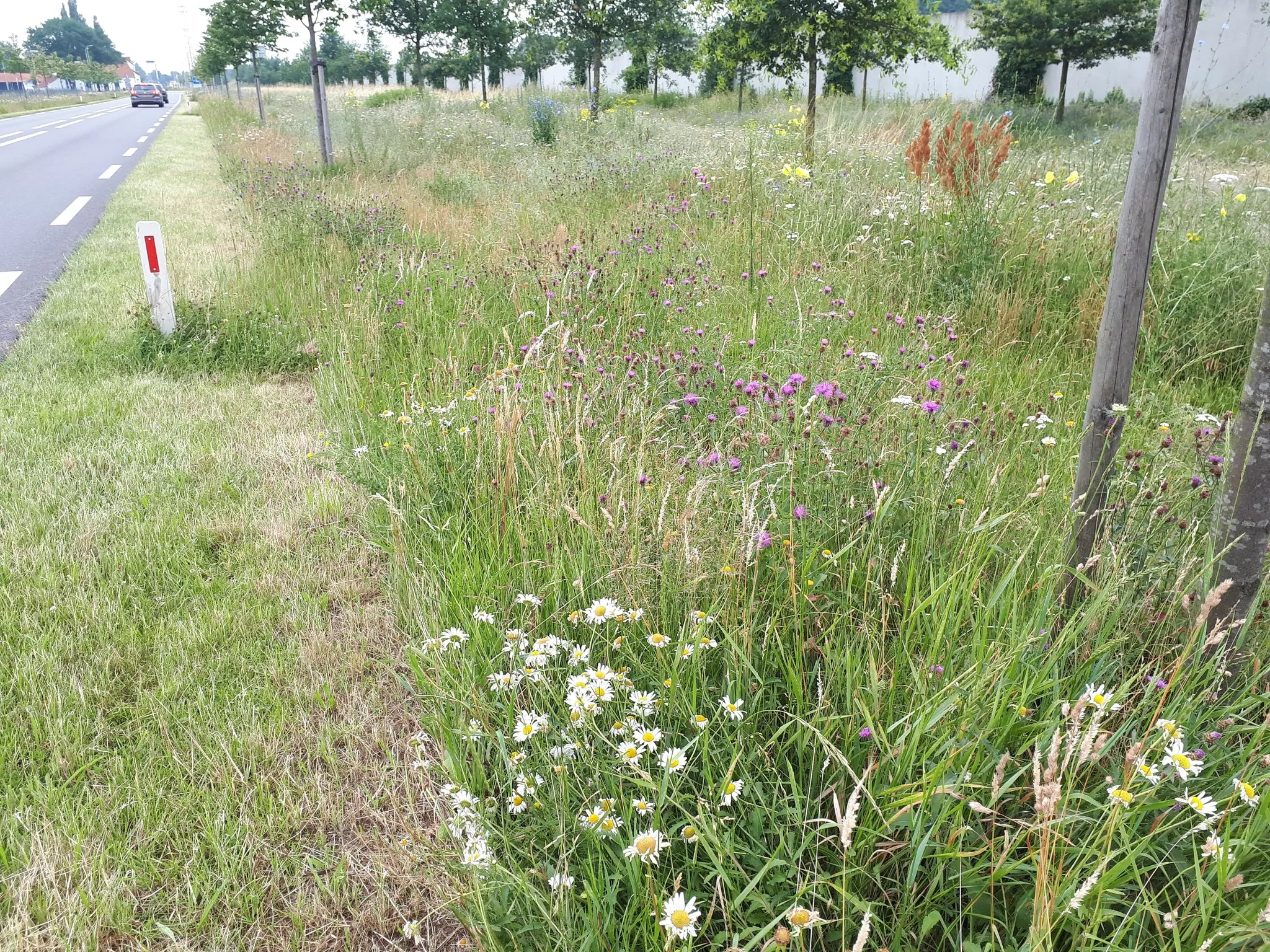 maaiwerkzaamheden maasgouw