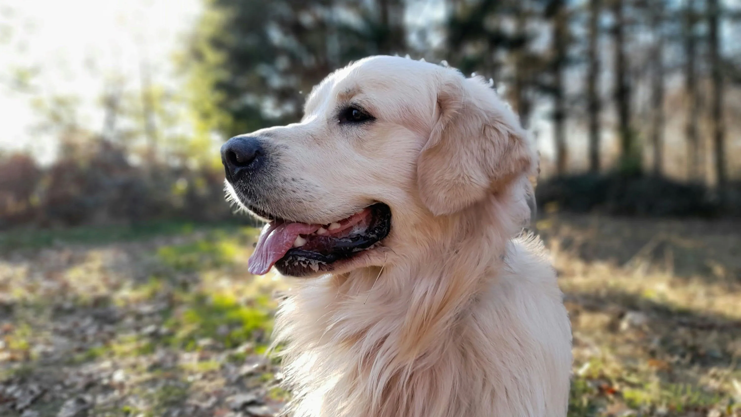 golden retriever pexels antonin imagery 1