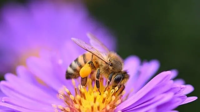 honey bee 8284082 640 paars 1