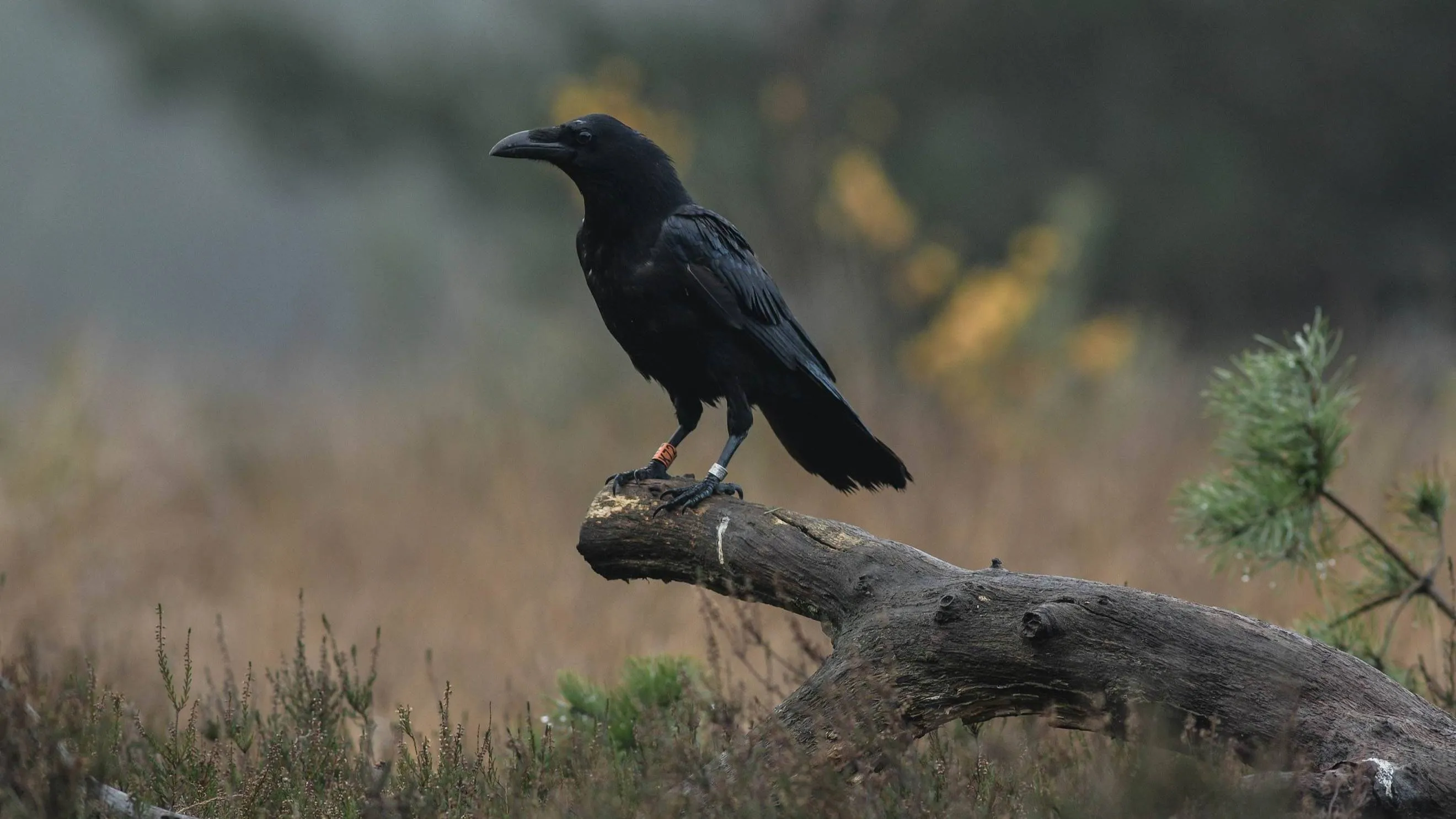 raaf fotograaf jan huttinga ivn 1