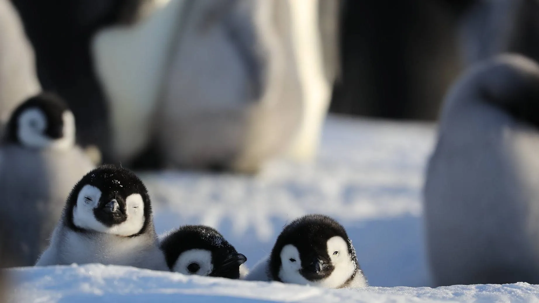 secrets of the penguins 1966564 full 1