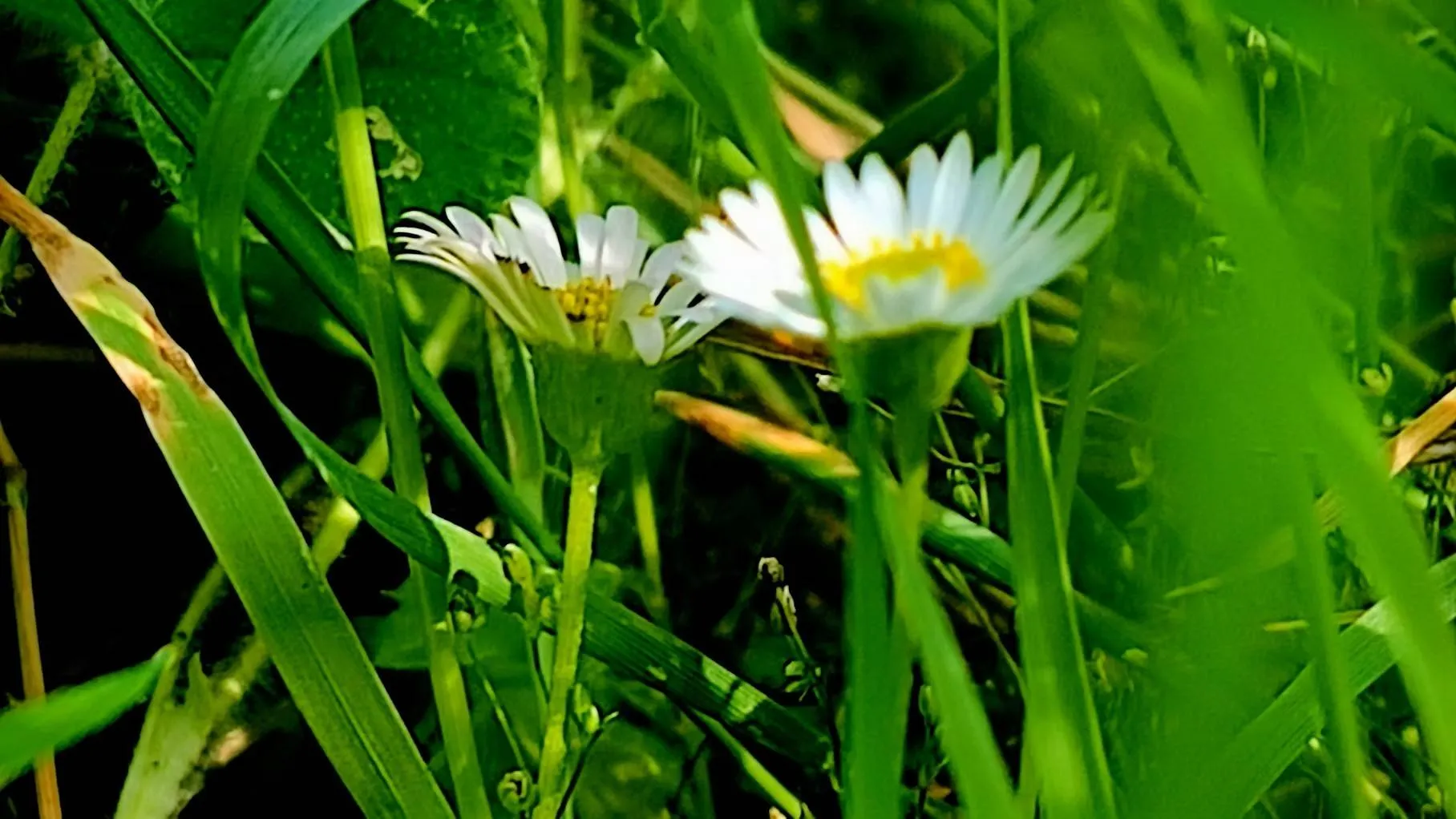 bloemen acceptatie evelien 1