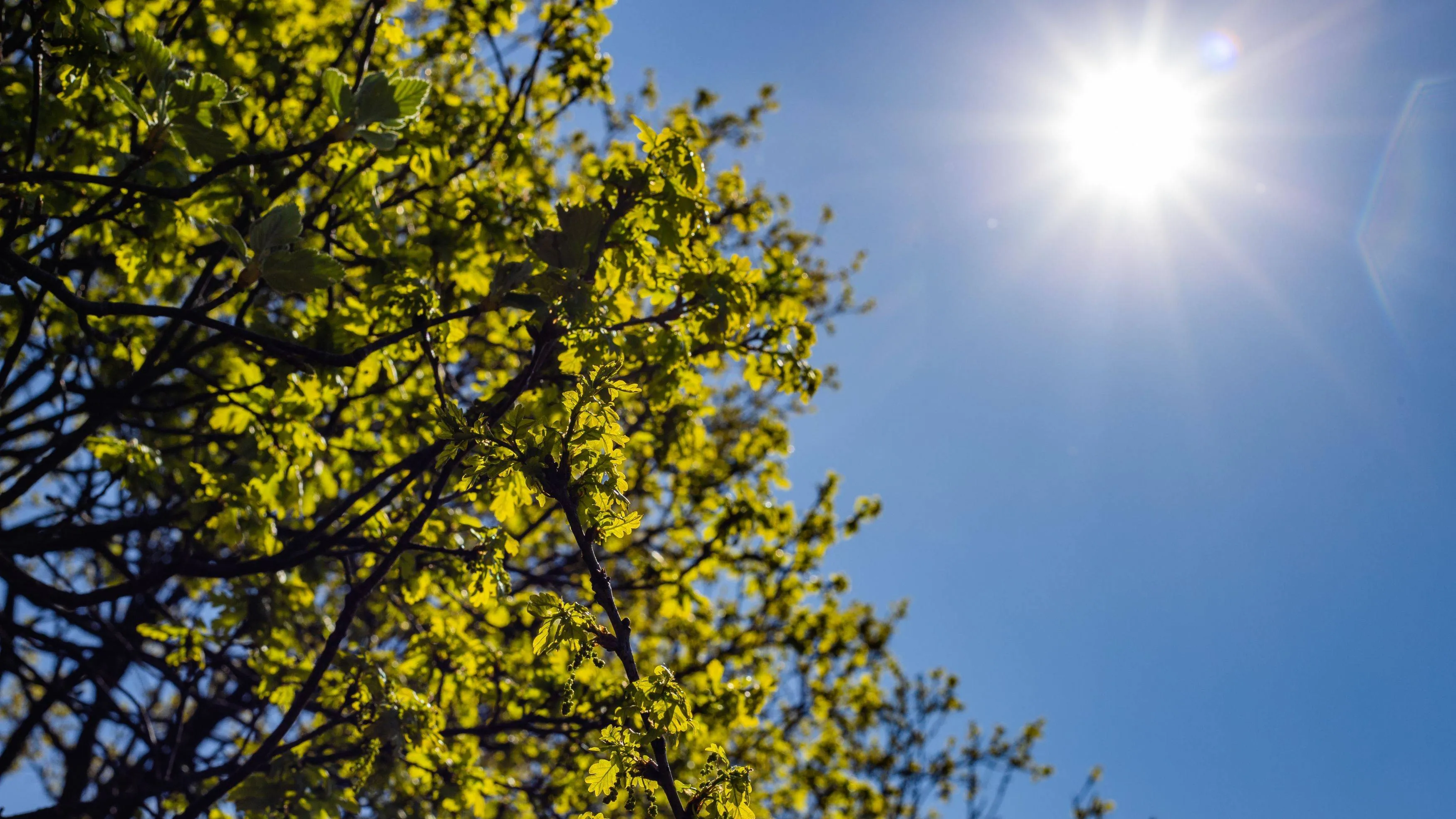 lage hoek groene boom onder een heldere hemel 1