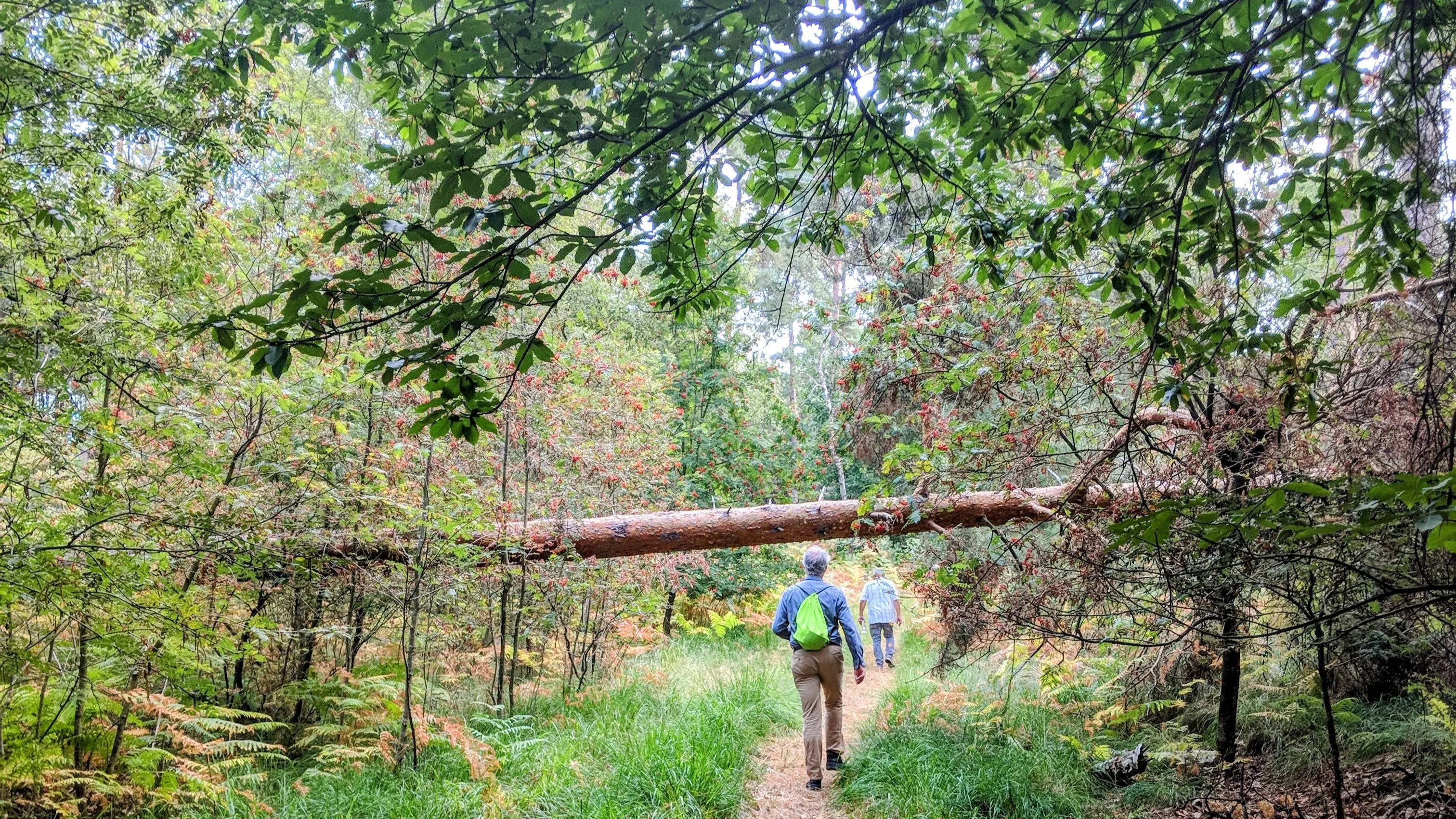 ©VVV Hart van Limburg Zomeravondwandeling De Meinweg-1