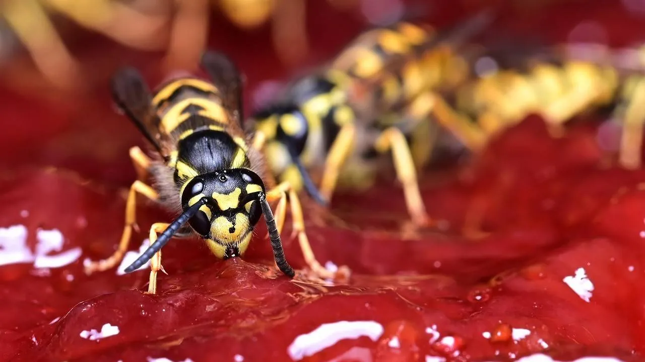 wasp-ClaudiaWollesen-1