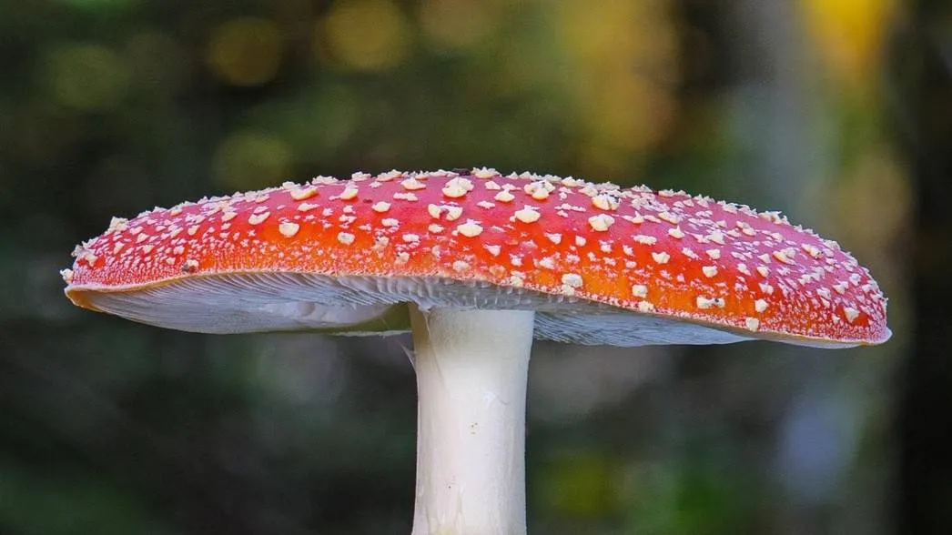 mushroom-5688498_1920-adege-2