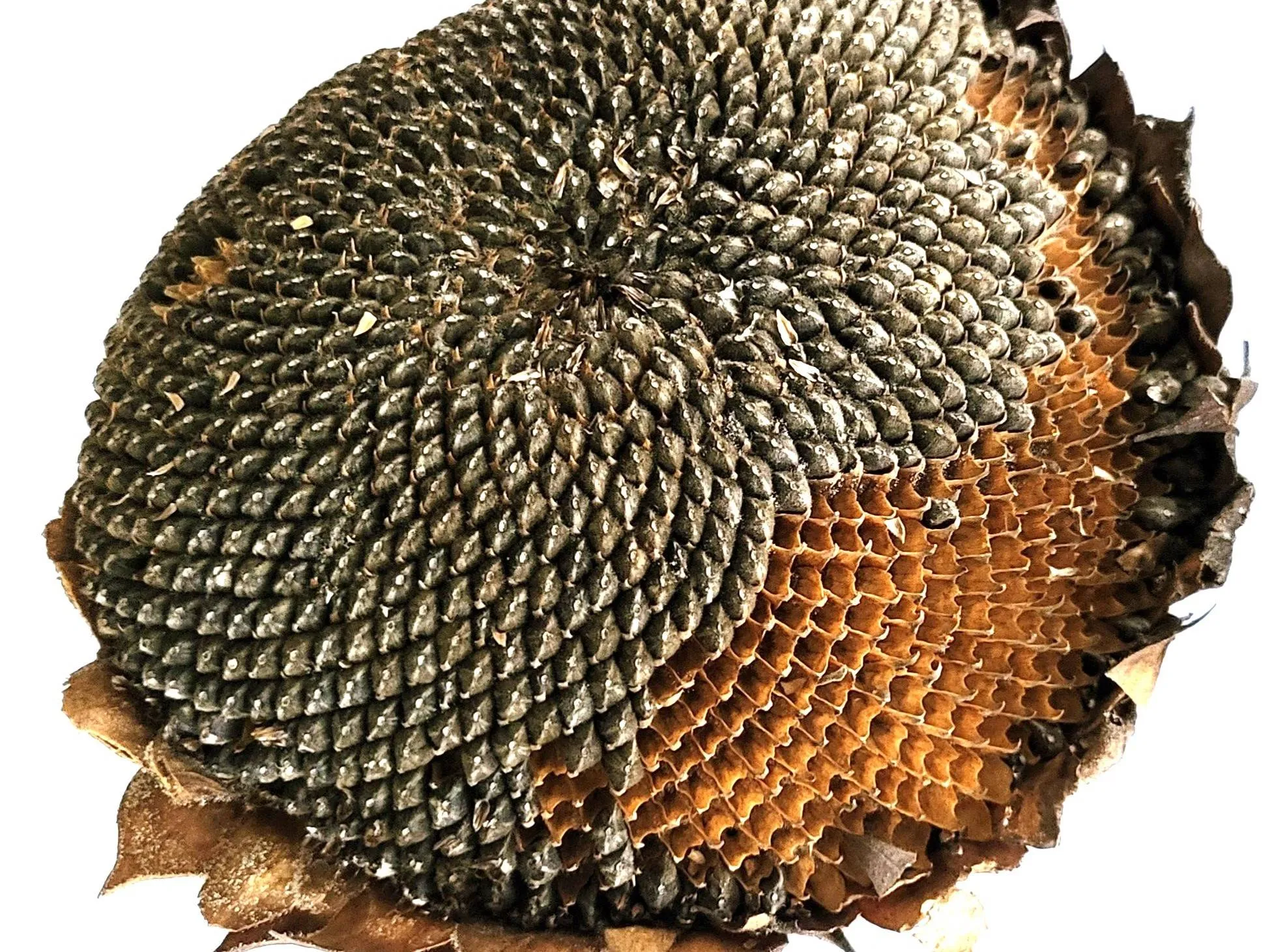 20260611foto bij lezing Fibonacci-1