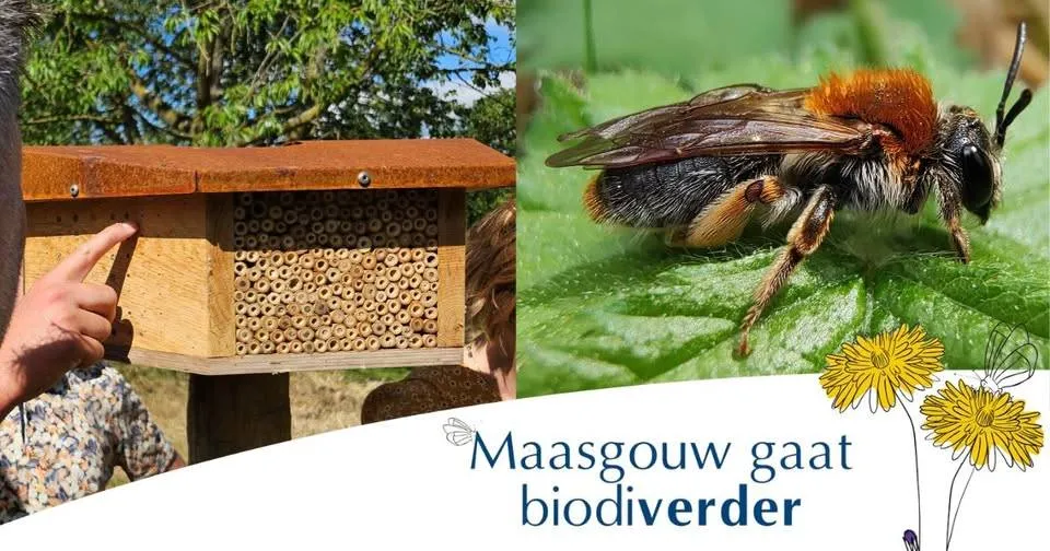 Beste bijenhotel - FB Maasgouw - 705682161_1468397708660931_5378412600947538724_n