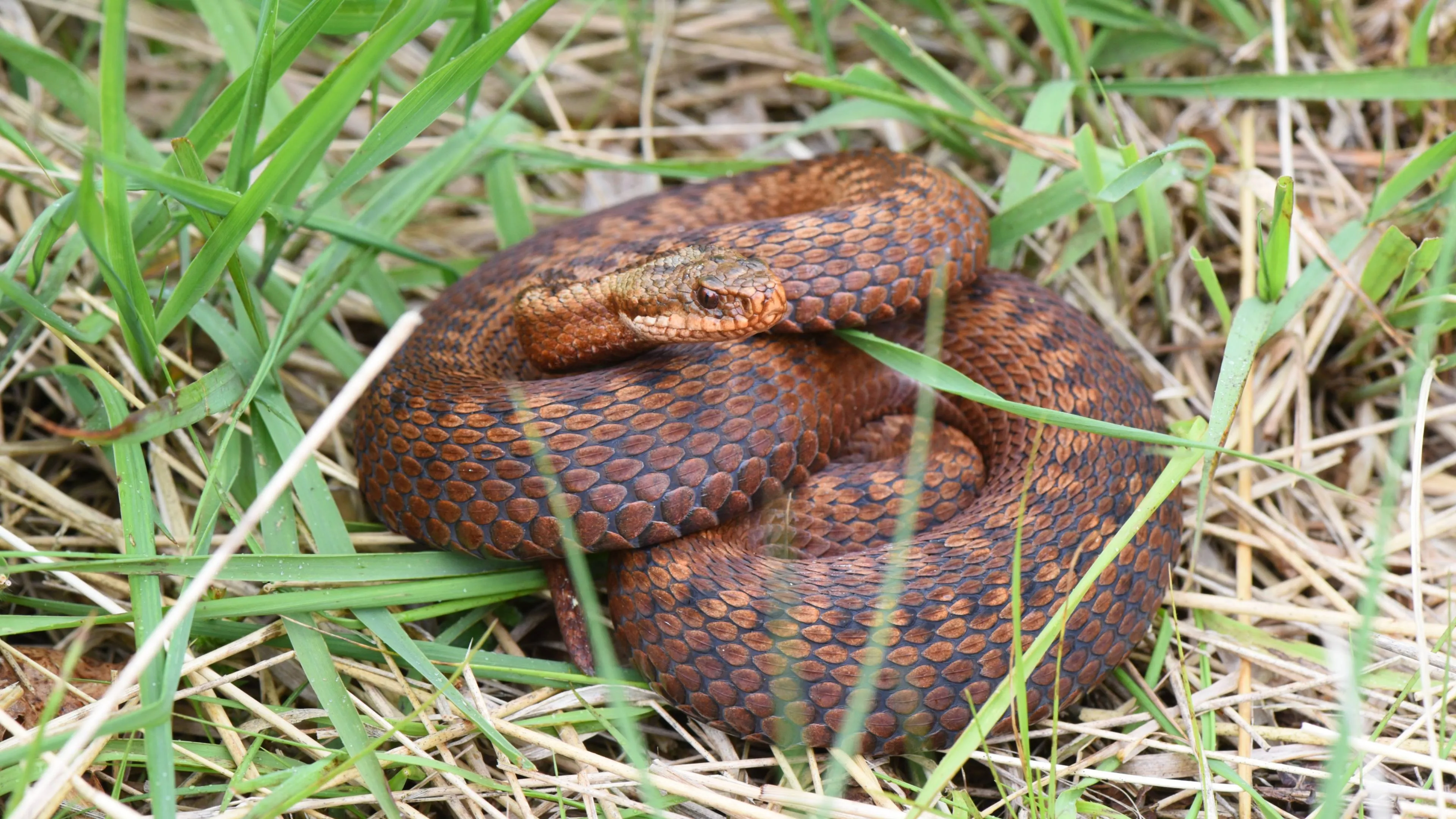 20260711 adder-1