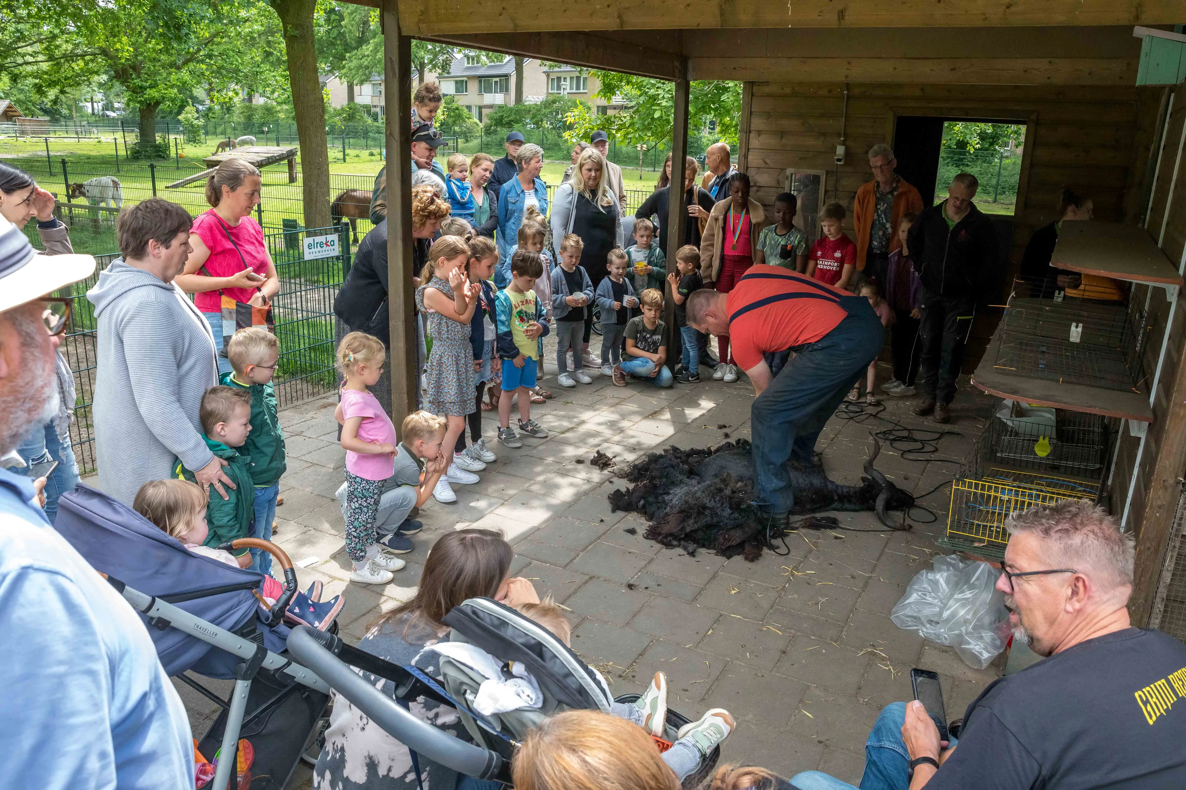 01 schaapscheren kinderboerderij uden 25 mei 2022