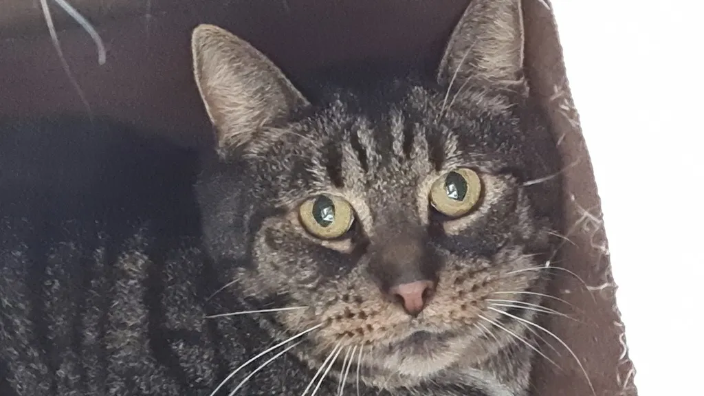 asieldier van de week gert