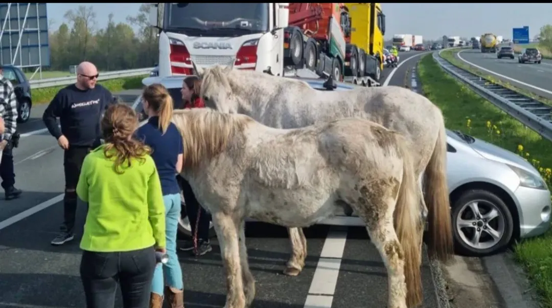 screenshot 20230422 182151 brabant 1