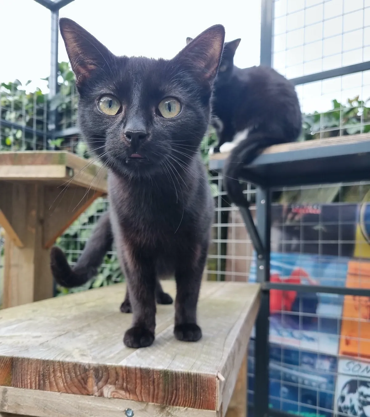 week 8 dafne en dola