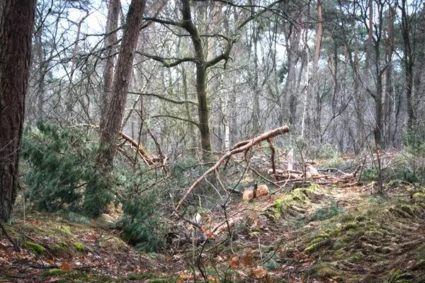 trentse bossen 1