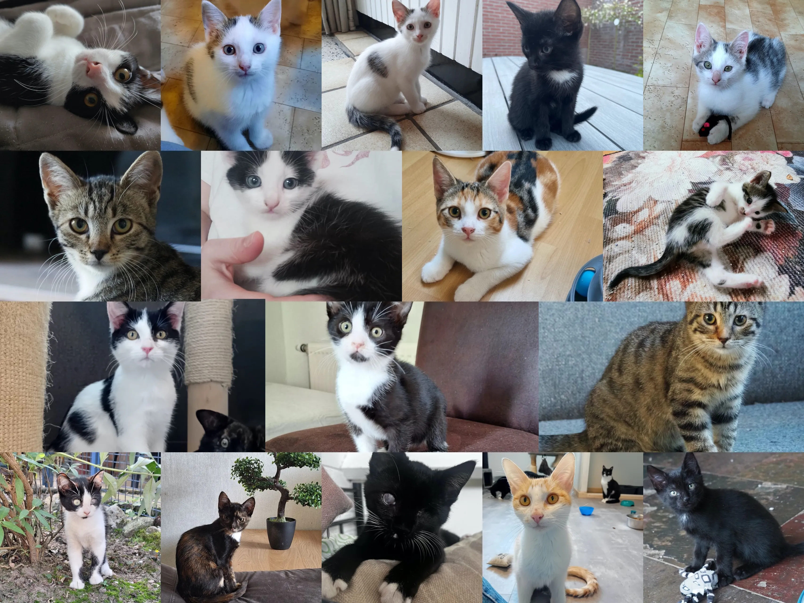 collage