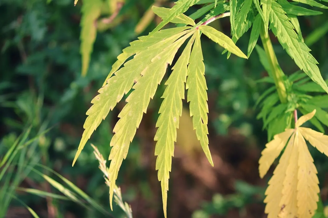 hemp 5391628 1280