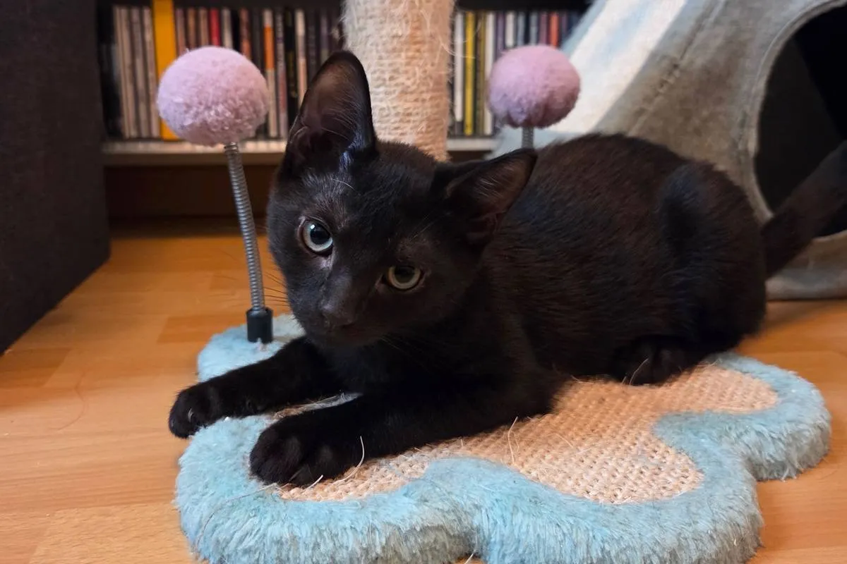 Bagheera
