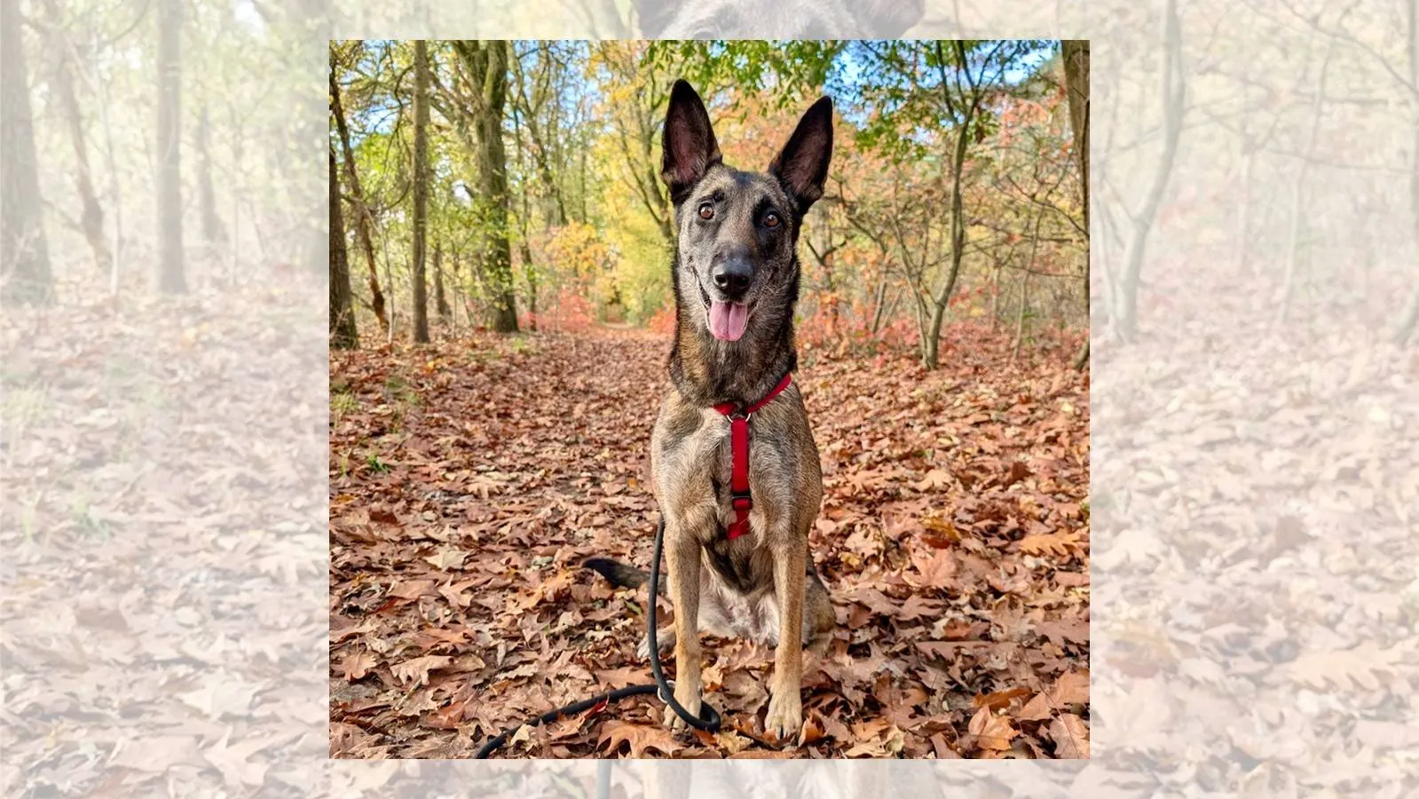 09-11-2025 Asieldier van de Week - Sandy