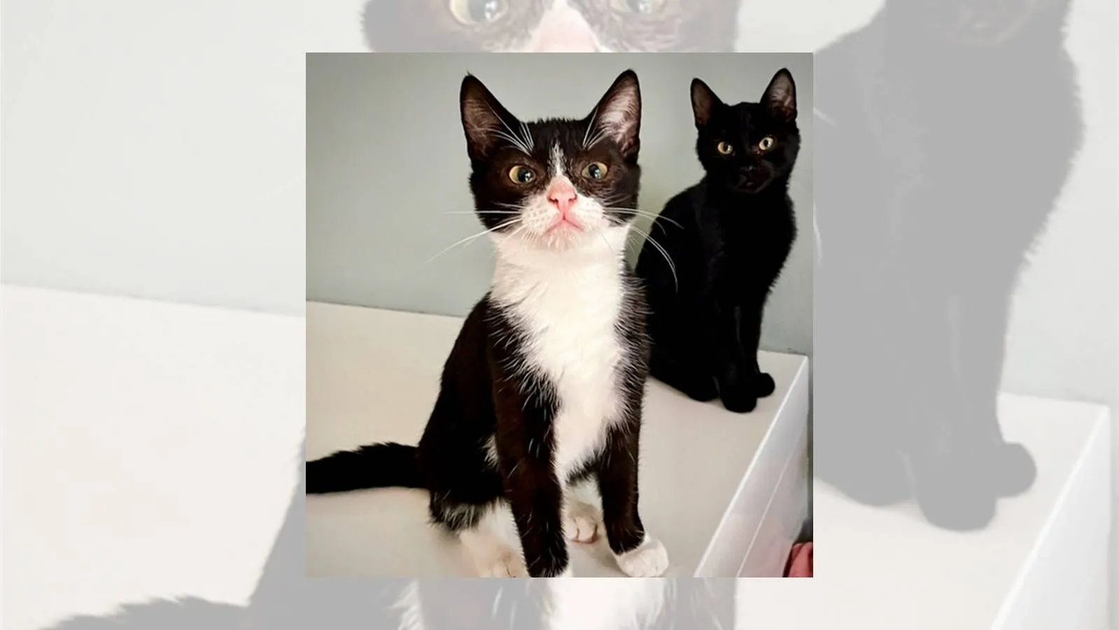 Asieldier van de Week