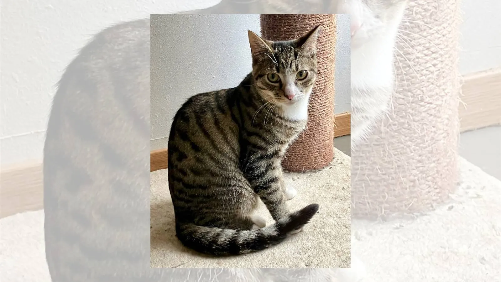 16-12-2025 Asieldier van de Week - Toast