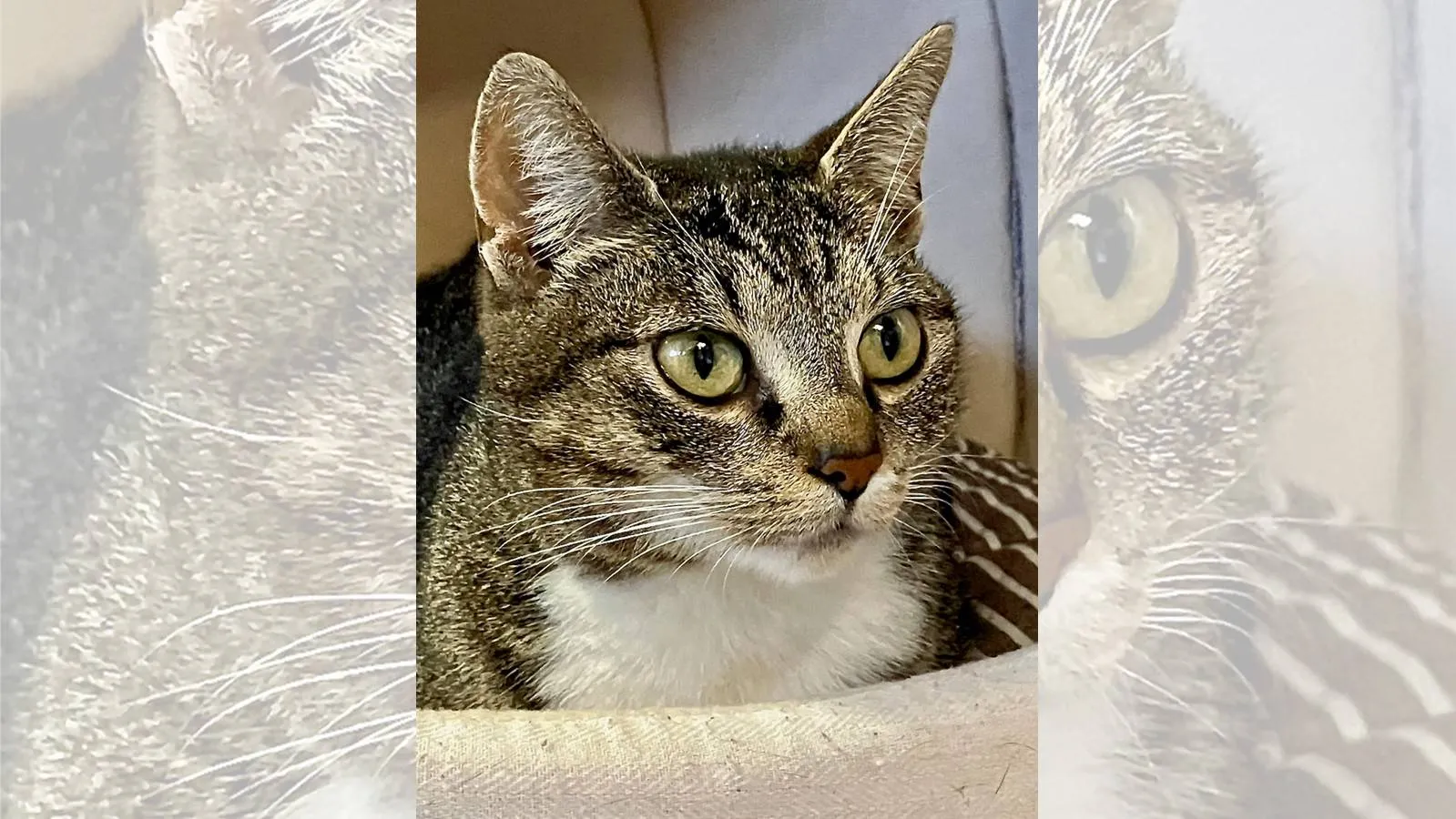 Asieldier van de Week - Loupe