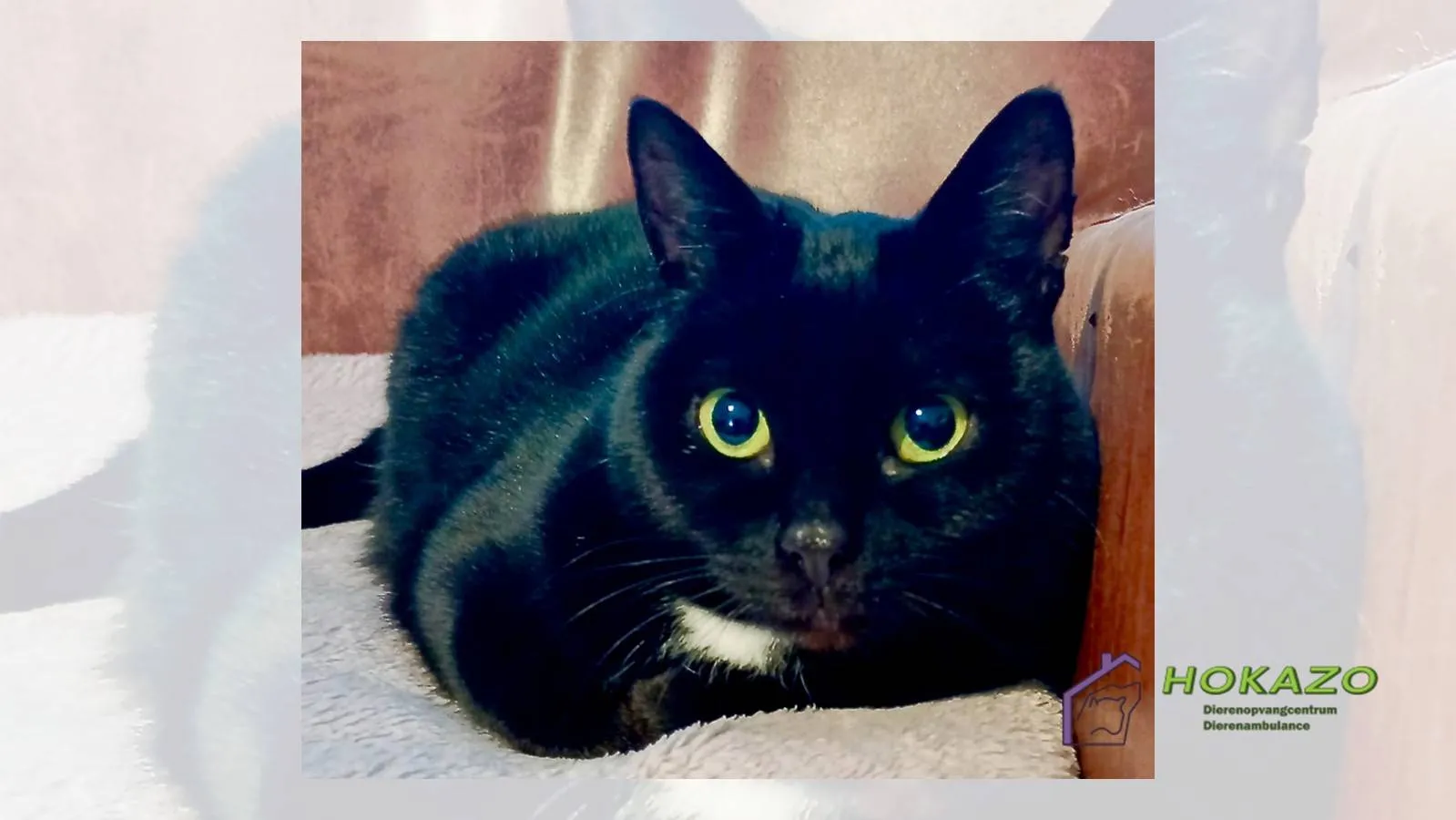 20-04-2026 Hokazo - Musta