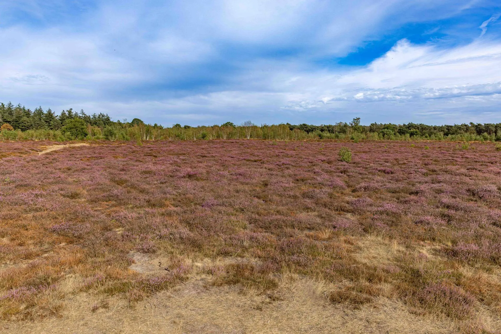 6. Droogte in De Maashorst (foto Peter Noy ©)