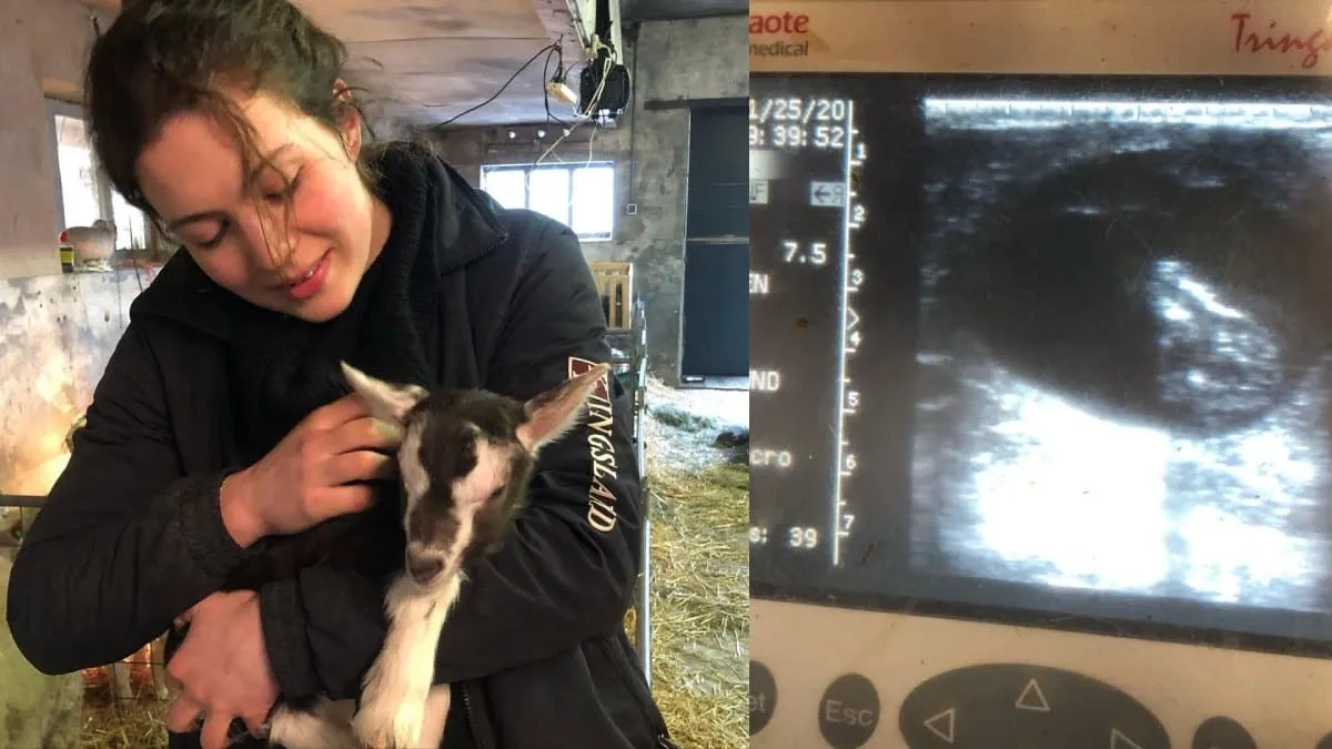 boerin annemiek boer zoekt vrouw bzv baby nieuws echo koe