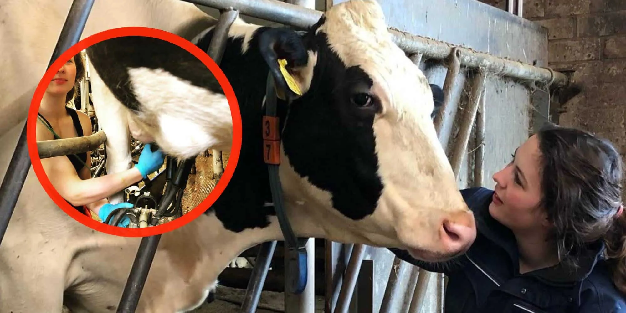 boerin annemiek koekoek koe uiers foto