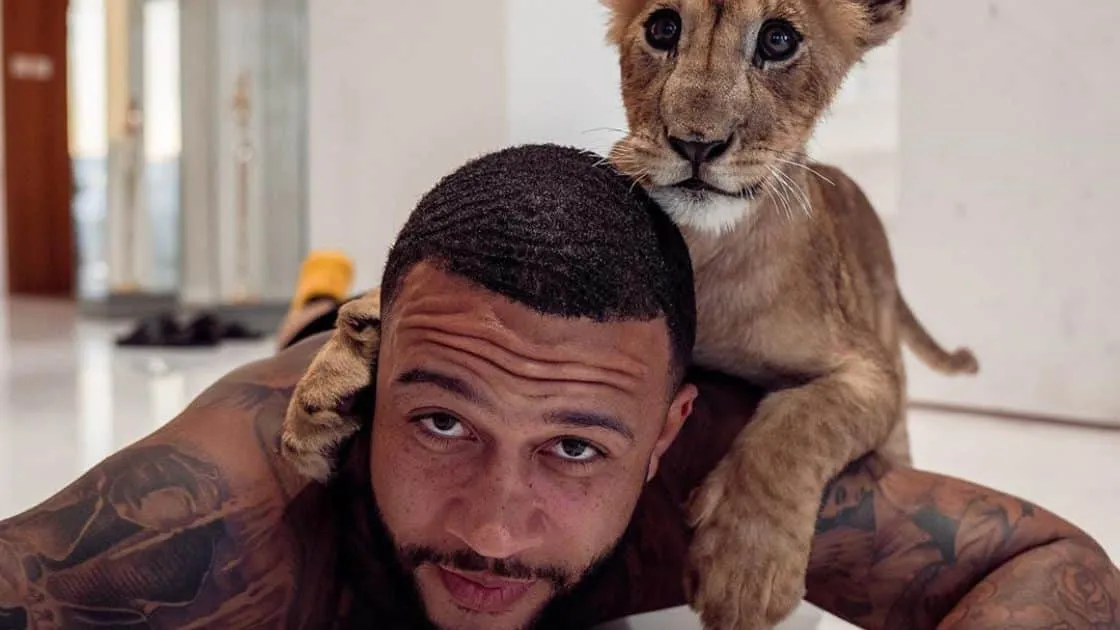 memphis lijger