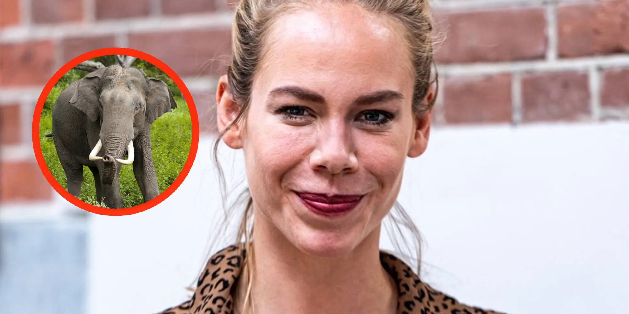 nicolette kluijver olifant foto
