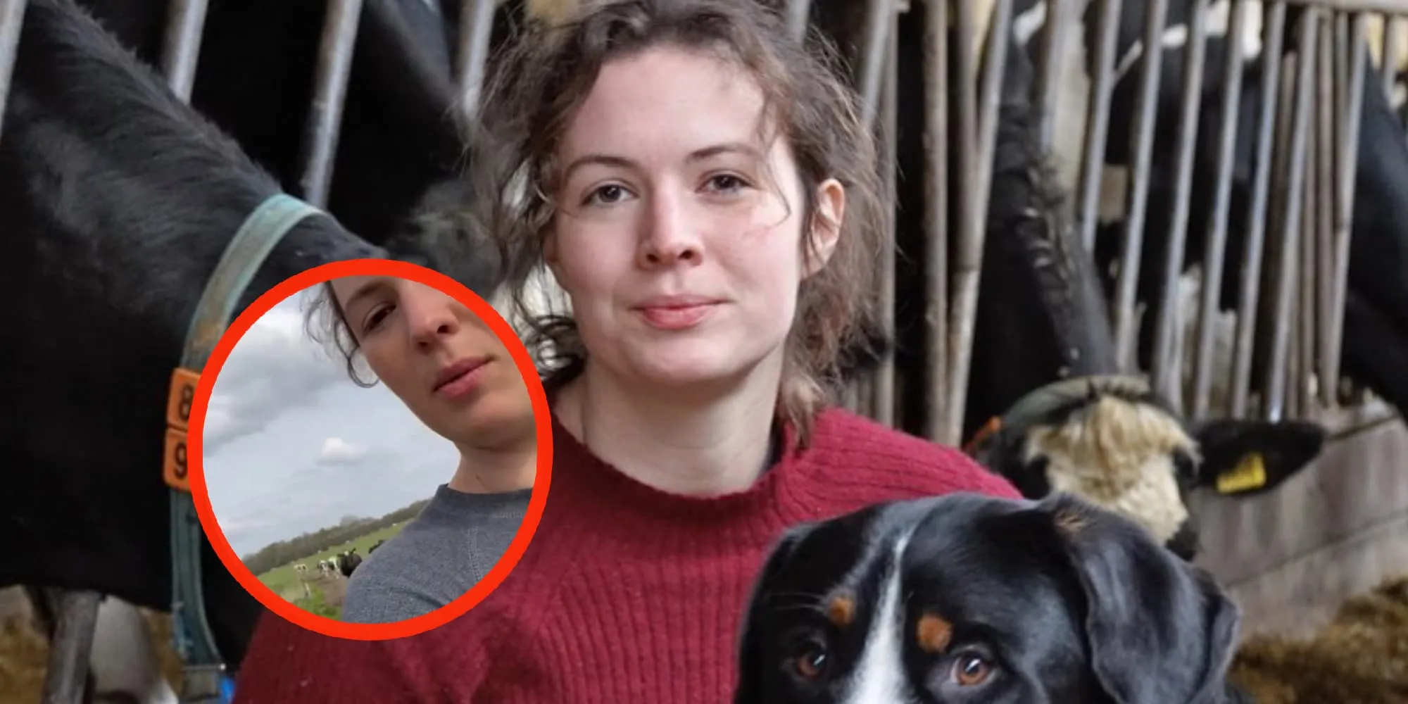 video annemiek koekoek trekt volle stallen met haar melkkunsten