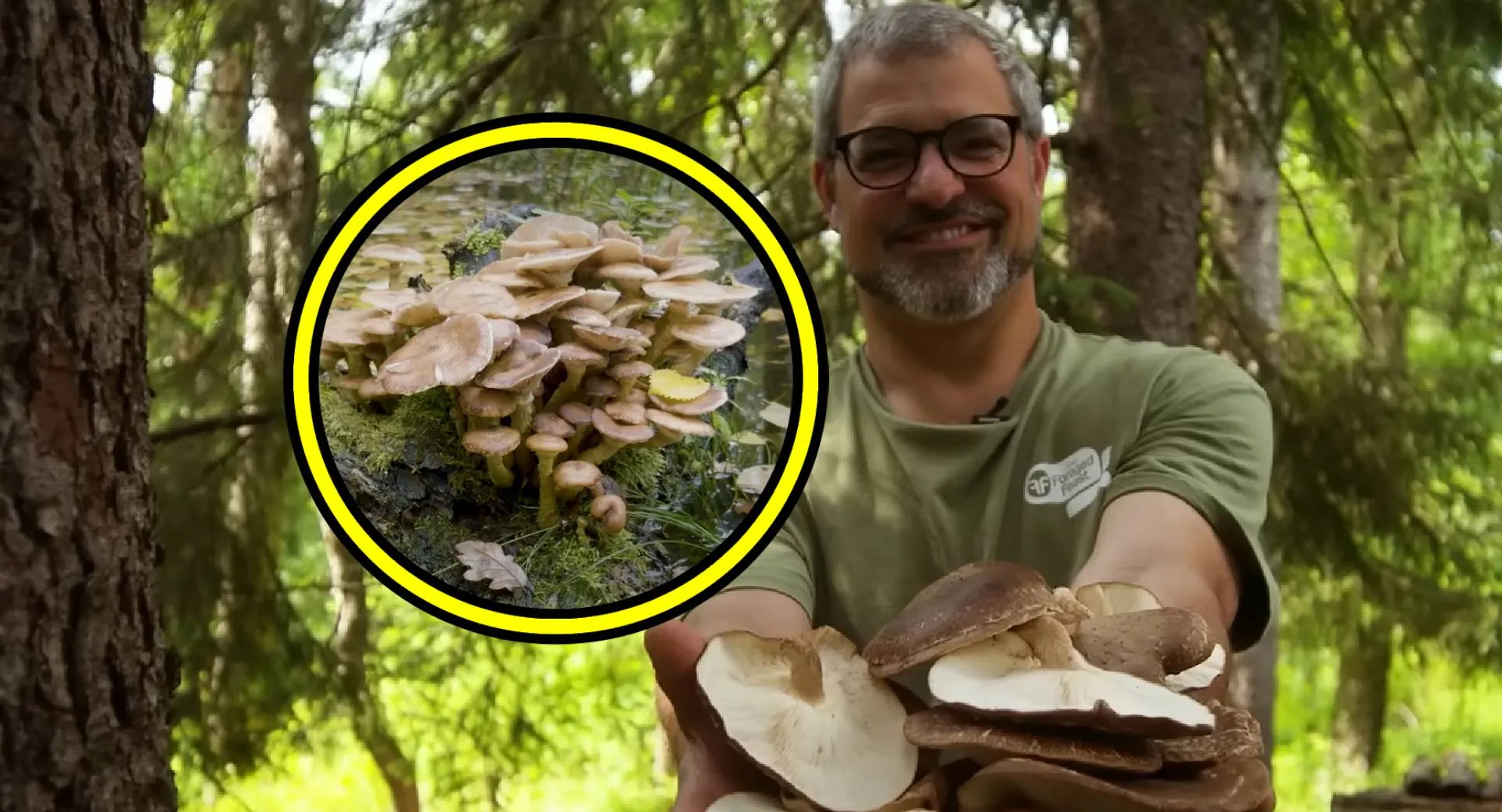 header paddenstoelen
