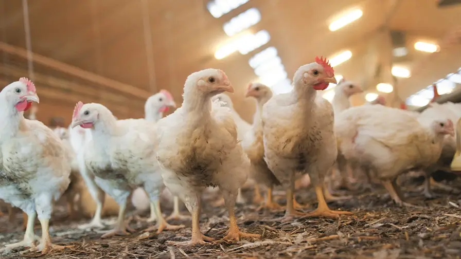 00 jumbo in 2023 volledig over naar scharrelkip met beter leven keurmerk