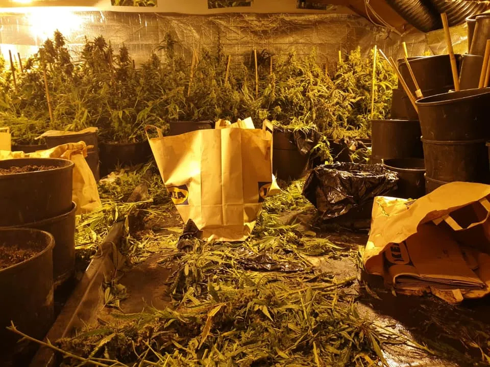 12 05 2019 hennepkwekerij