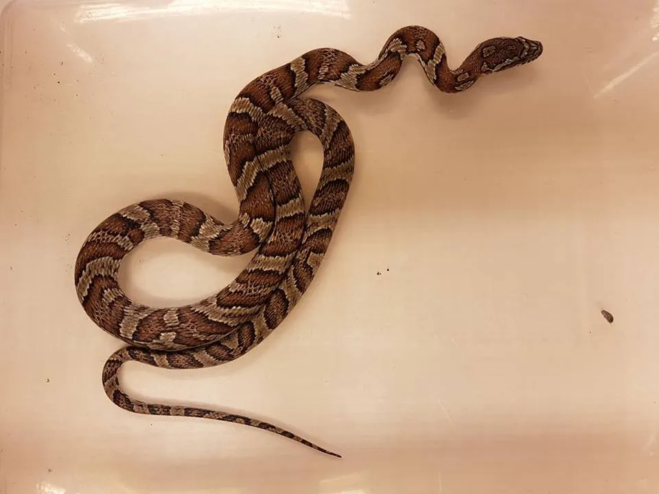 21149958 1897699453886221 7356256884761020071 n