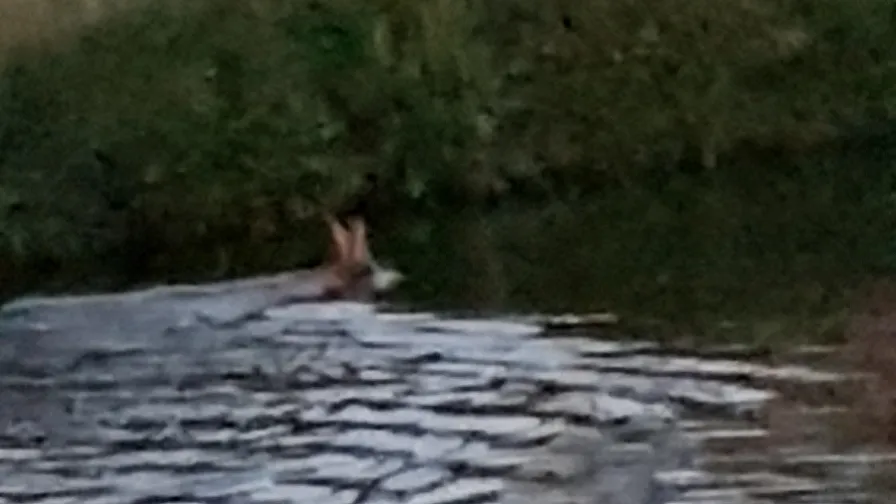 28 05 2019 hertje in zuid willemsvaart 03