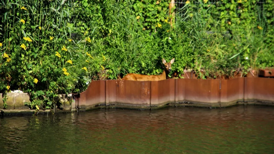 30 07 2020 dier te water zuid willemsvaart keldonk 2