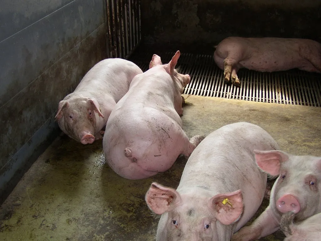 3218273112 81f789ec6c b