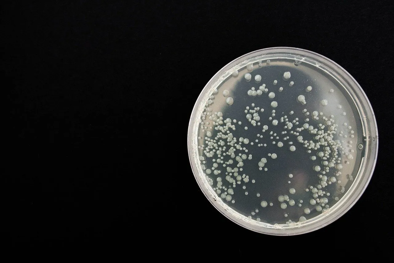 bacterie onderzoek