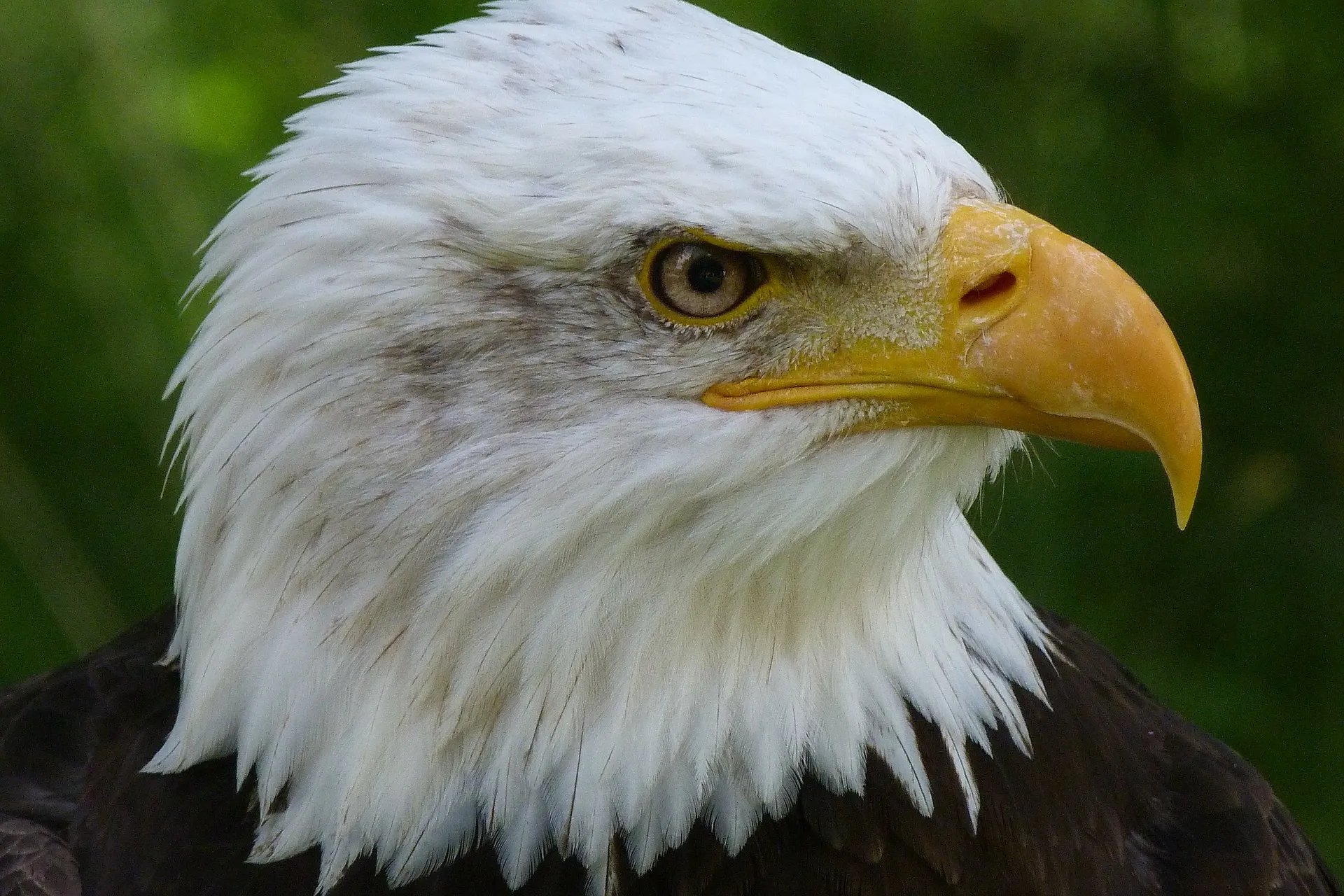 bird 62696 1920
