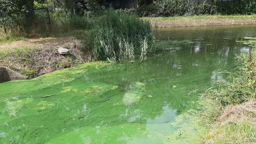 blauwalg omgeving gemert bakel boven aa