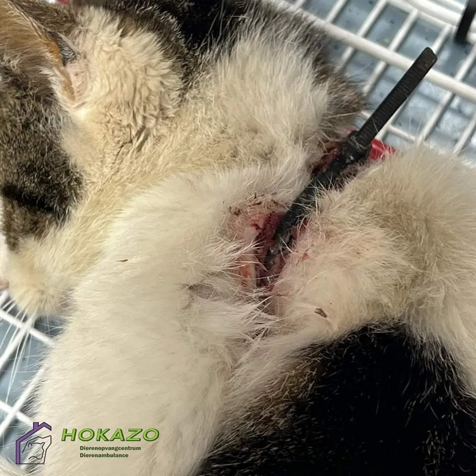 fb img 1685127302279