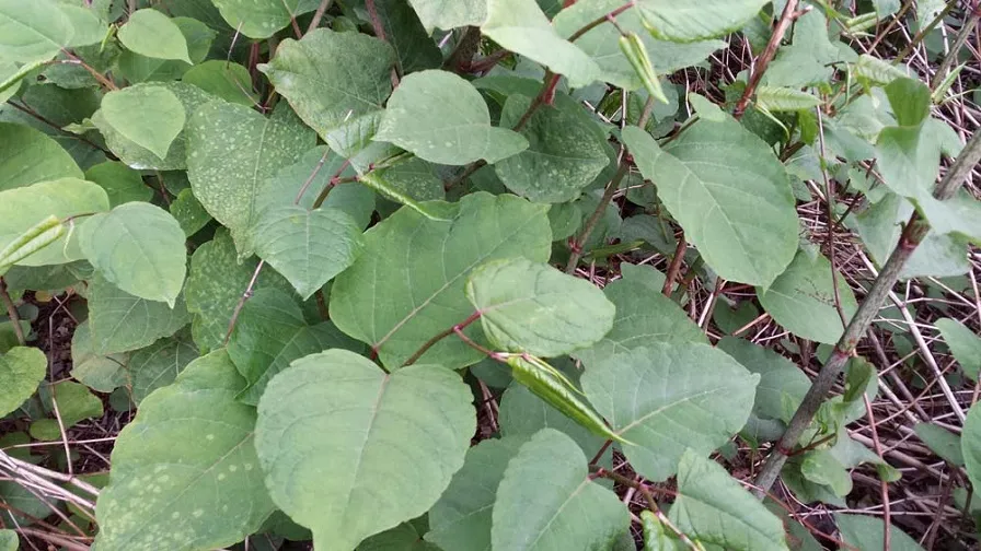 japanse duizendknoop 896x504