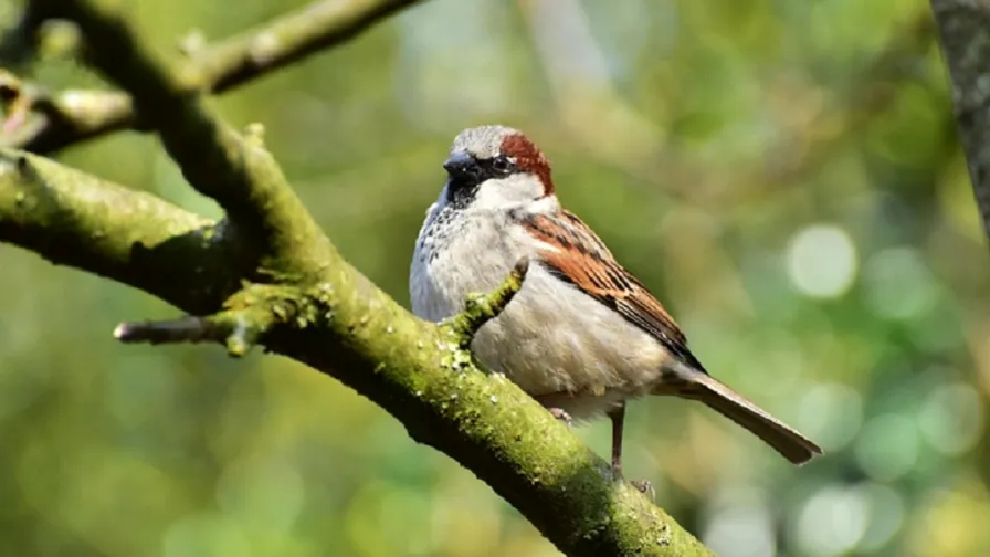 natuur in de wijk 896x504